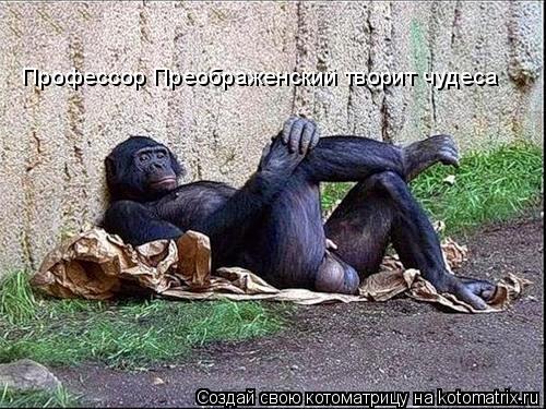 Профессор Преображенский творит чудеса... Котоматрица: Профессор Преображенский творит чудеса