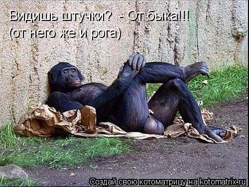 Видишь штучки? - От быка!!! (от него же и рога)... Котоматрица: Видишь штучки? - От быка!!! (от него же и рога)