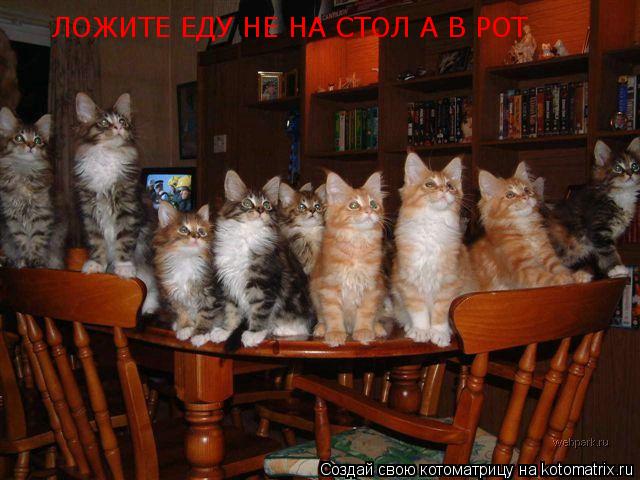 ЛОЖИТЕ ЕДУ НЕ НА СТОЛ А В РОТ... Котоматрица: ЛОЖИТЕ ЕДУ НЕ НА СТОЛ А В РОТ