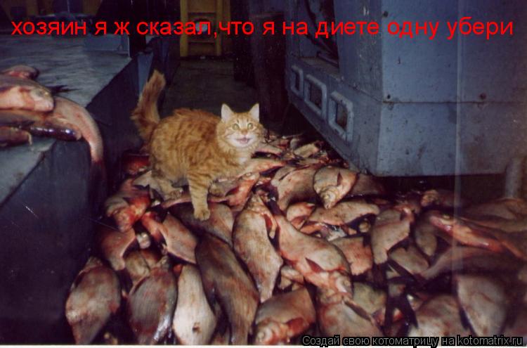хозяин я ж сказал,что я на диете одну убери... Котоматрица: хозяин я ж сказал,что я на диете одну убери