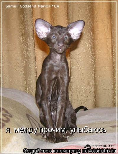 я, между прочим, улыбаюсь... Котоматрица: я, между прочим, улыбаюсь