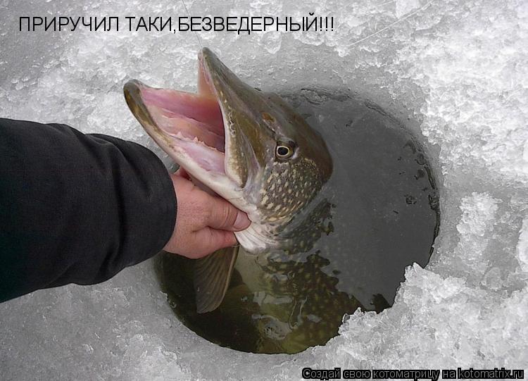 Котоматрица: ПРИРУЧИЛ ТАКИ,БЕЗВЕДЕРНЫЙ!!!