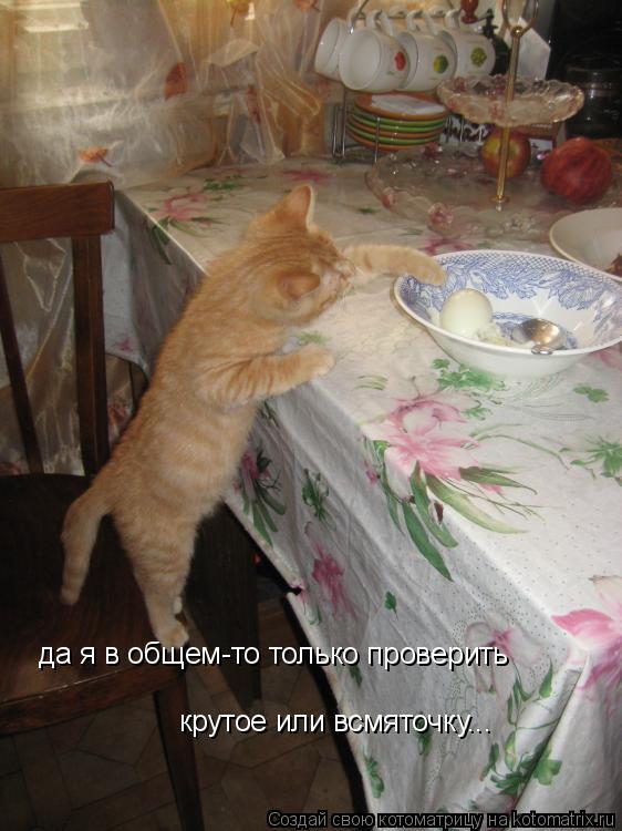 Котоматрица: да я в общем-то только проверить крутое или всмяточку...