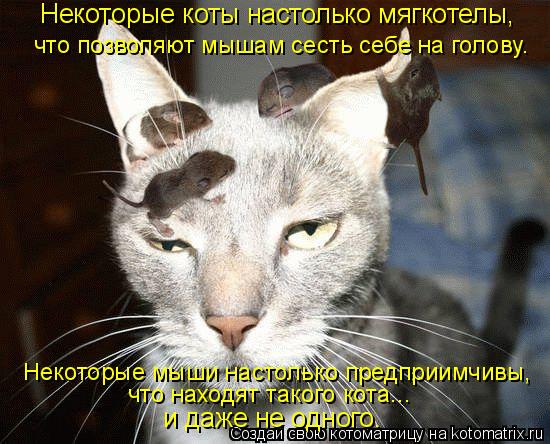 Котоматрица: Некоторые коты настолько мягкотелы, что позволяют мышам сесть себе на голову. Некоторые мыши настолько предприимчивы, что находят такого к