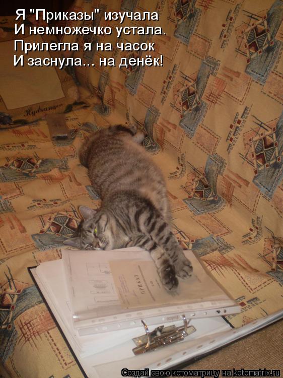 Я "Приказы" изучала И немножечко устала. Прилегла я на часок И заснула... на денёк!... Котоматрица: Я "Приказы" изучала И немножечко устала. Прилегла я на часок И заснула... на денёк!