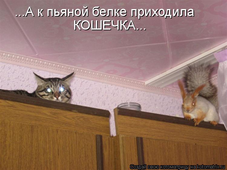 Котоматрица: ...А к пьяной белке приходила  КОШЕЧКА...