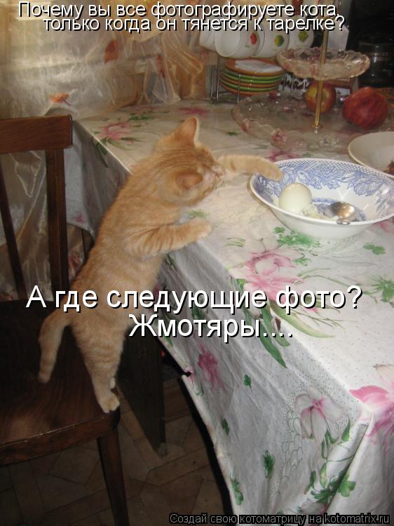 Котоматрица: Почему вы все фотографируете кота, только когда он тянется к тарелке? А где следующие фото? Жмотяры....