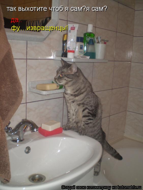 так выхотите чтоб я сам?я сам? да.. фу....извращенцы!... Котоматрица: так выхотите чтоб я сам?я сам? да.. фу....извращенцы!