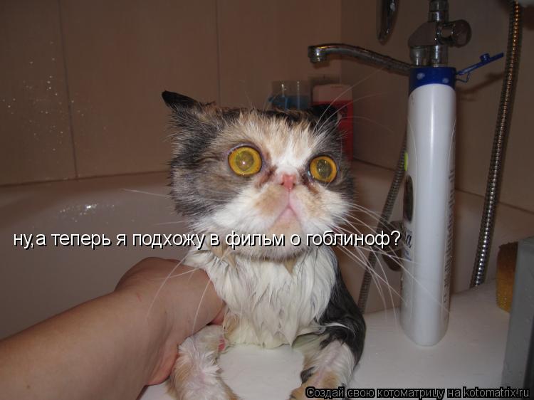 ну,а теперь я подхожу в фильм о гоблиноф?... Котоматрица: ну,а теперь я подхожу в фильм о гоблиноф?