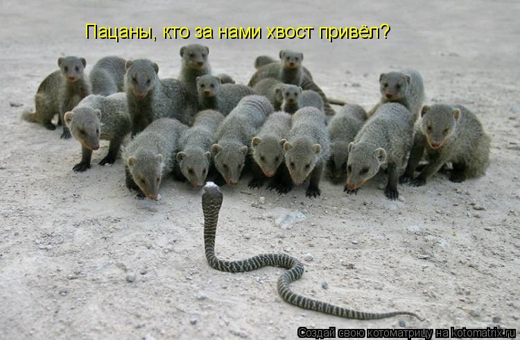 Пацаны, кто за нами хвост привёл?... Котоматрица: Пацаны, кто за нами хвост привёл?