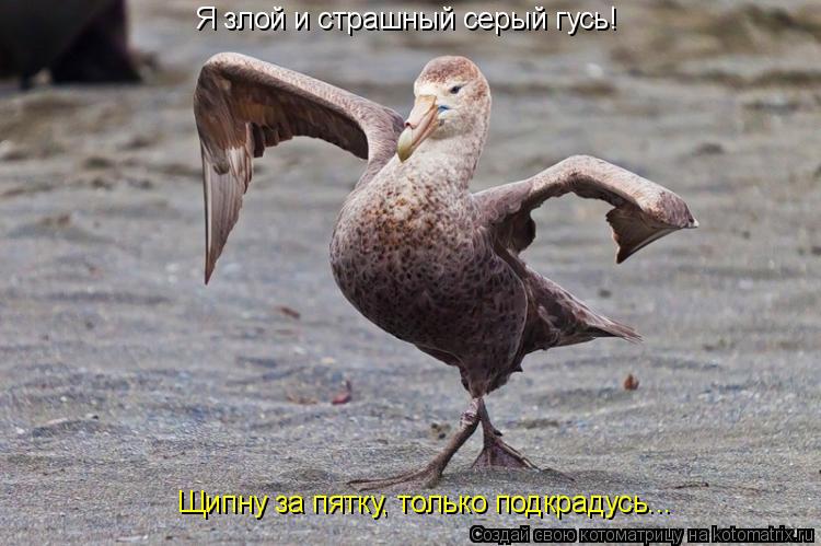 Я злой и страшный серый гусь! Щипну за пятку, Я злой и страшный серый гусь! Щипну за пятку, только по... Котоматрица: Я злой и страшный серый гусь! Щипну за пятку, Я злой и страшный серый гусь! Щипну за пятку, только подкрадусь...