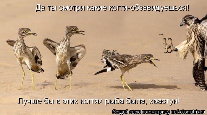 Да ты смотри какие когти-обзавидуешься! Лучше бы в этих когтях рыба была, хвастун!... Котоматрица: Да ты смотри какие когти-обзавидуешься! Лучше бы в этих когтях рыба была, хвастун!