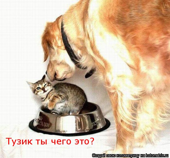 Котоматрица: Тузик ты чего это?