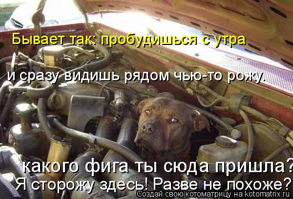 Котоматрица: какого фига ты сюда пришла? Я сторожу здесь! Разве не похоже? и сразу видишь рядом чью-то рожу. Бывает так: пробудишься с утра
