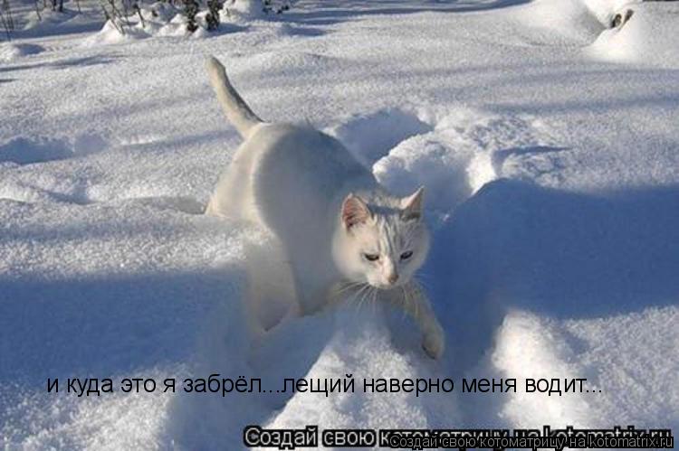 и куда это я забрёл...лещий наверно меня водит...... Котоматрица: и куда это я забрёл...лещий наверно меня водит...