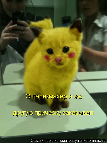 другую причёску заказывал Э парикмахер я же... Котоматрица: другую причёску заказывал Э парикмахер я же