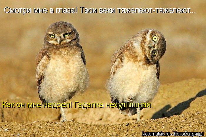 Смотри мне в глаза! Твои веки тяжелеют-тяжелеют... Как он мне надоел! Гадалка нехудышная.... Котоматрица: Смотри мне в глаза! Твои веки тяжелеют-тяжелеют... Как он мне надоел! Гадалка нехудышная.