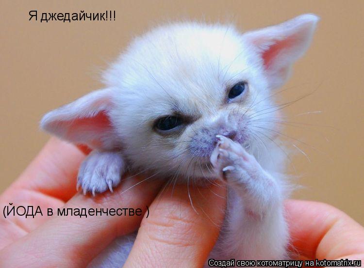 Я джедайчик!!! (ЙОДА в младенчестве )... Котоматрица: Я джедайчик!!! (ЙОДА в младенчестве )