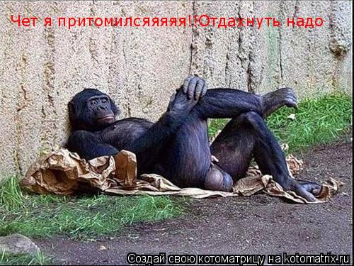 Чет я притомилсяяяяя!!Отдахнуть надо... Котоматрица: Чет я притомилсяяяяя!!Отдахнуть надо