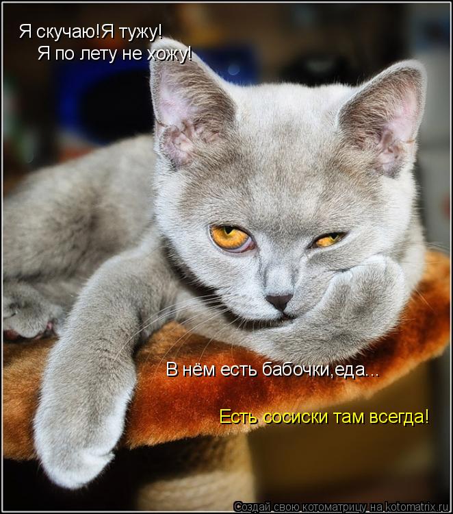 Я скучаю!Я тужу! Я по лету не хожу! В нём есть бабочки,еда... Есть сосиски там всегда!... Котоматрица: Я скучаю!Я тужу! Я по лету не хожу! В нём есть бабочки,еда... Есть сосиски там всегда!