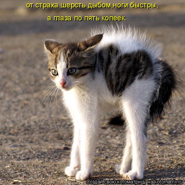 от страха шерсть дыбом,ноги быстры, а глаза по пять копеек.... Котоматрица: от страха шерсть дыбом,ноги быстры, а глаза по пять копеек.