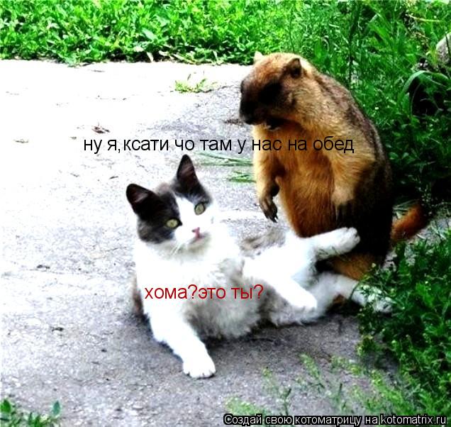 хома?это ты? ну я,ксати чо там у нас на обед... Котоматрица: хома?это ты? ну я,ксати чо там у нас на обед