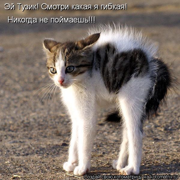 Эй Тузик! Смотри какая я гибкая! Никогда не поймаешь!!!... Котоматрица: Эй Тузик! Смотри какая я гибкая! Никогда не поймаешь!!!
