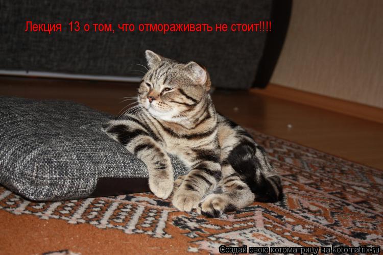 Лекция №13 о том, что отмораживать не стоит!!!!... Котоматрица: Лекция №13 о том, что отмораживать не стоит!!!!