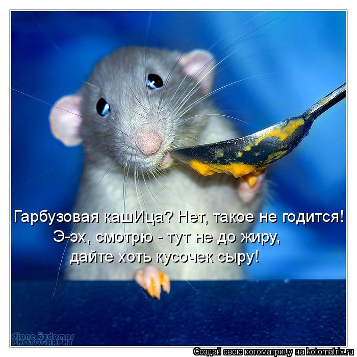 Гарбузовая кашИца? Нет, такое не годится! Э-эх, смотрю - тут не до жиру, дайте хоть кусочек сыру!... Котоматрица: Гарбузовая кашИца? Нет, такое не годится! Э-эх, смотрю - тут не до жиру, дайте хоть кусочек сыру!