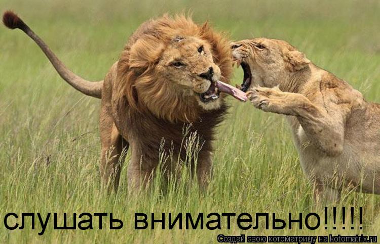 слушать внимательно!!!!!... Котоматрица: слушать внимательно!!!!!