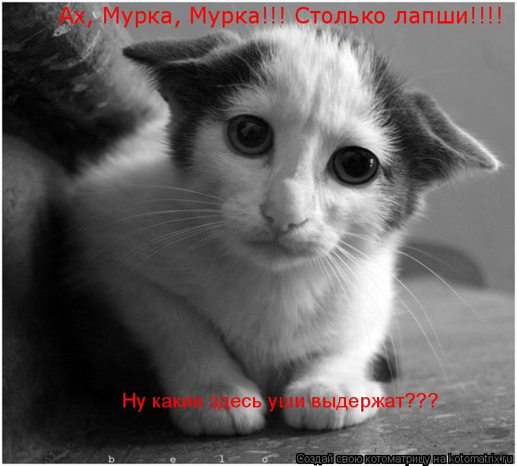 Ну какие здесь уши выдержат??? Ах, Мурка, Мурка!!! Столько лапши!!!!... Котоматрица: Ну какие здесь уши выдержат??? Ах, Мурка, Мурка!!! Столько лапши!!!!