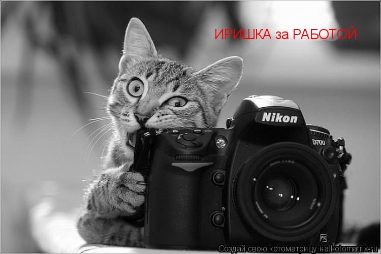 ИРИШКА за РАБОТОЙ... Котоматрица: ИРИШКА за РАБОТОЙ