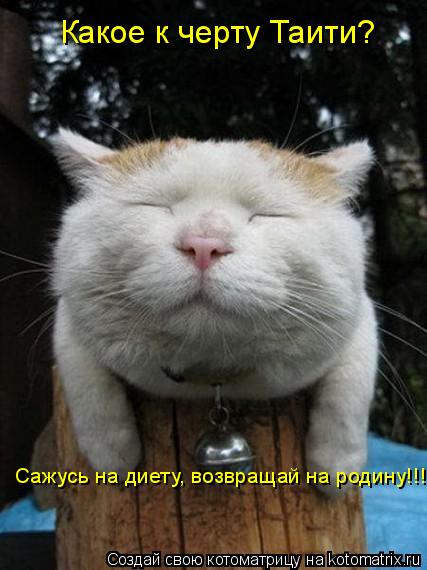 Какое к черту Таити? Сажусь на диету, возвращай на родину!!!!... Котоматрица: Какое к черту Таити? Сажусь на диету, возвращай на родину!!!!