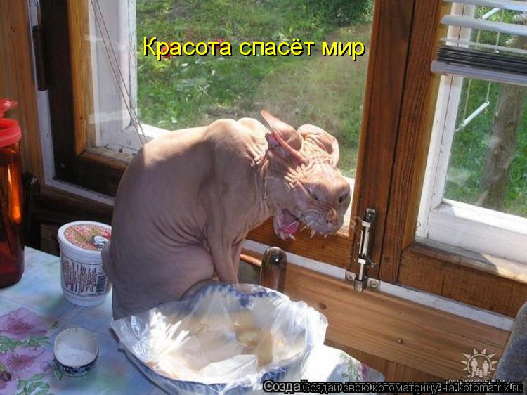 Красота спасёт мир... Котоматрица: Красота спасёт мир