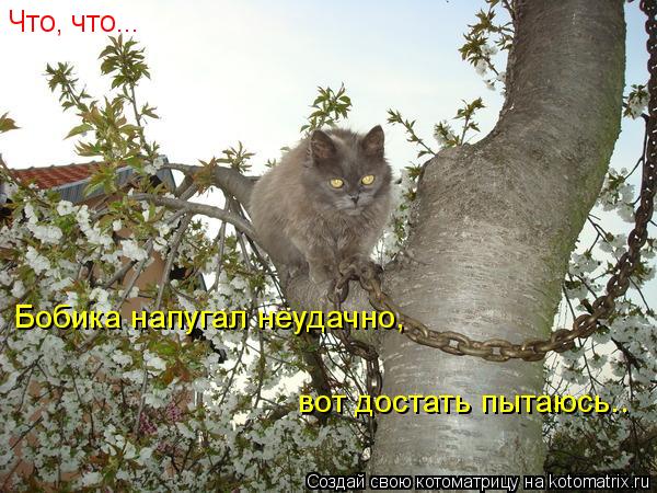 Что, что... Бобика напугал неудачно, вот достать пытаюсь..... Котоматрица: Что, что... Бобика напугал неудачно, вот достать пытаюсь..