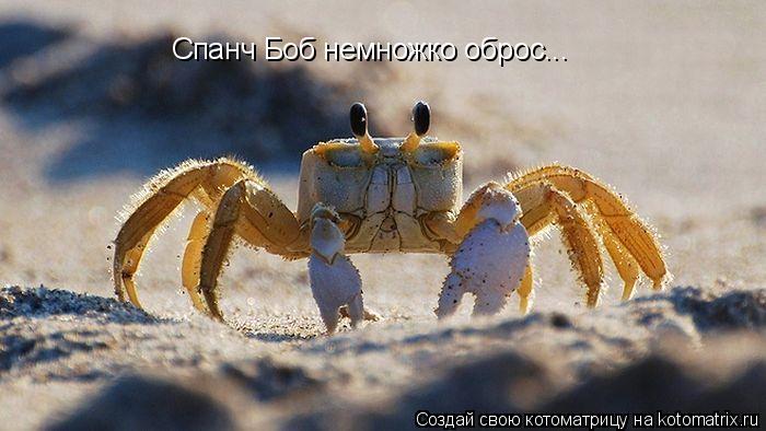 Спанч Боб немножко оброс...... Котоматрица: Спанч Боб немножко оброс...