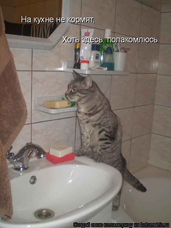 На кухне не кормят На кухне не кормят, Хоть здесь полакомлюсь... Котоматрица: На кухне не кормят На кухне не кормят, Хоть здесь полакомлюсь