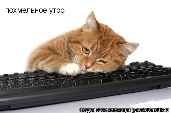 похмельное утро... Котоматрица: похмельное утро