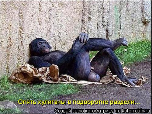 Опять хулиганы в подворотне раздели...... Котоматрица: Опять хулиганы в подворотне раздели...
