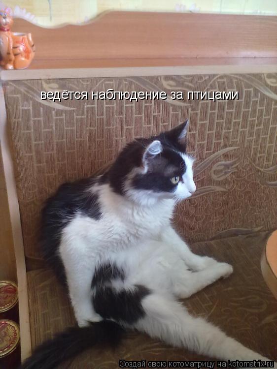 ведётся наблюдение за птицами... Котоматрица: ведётся наблюдение за птицами