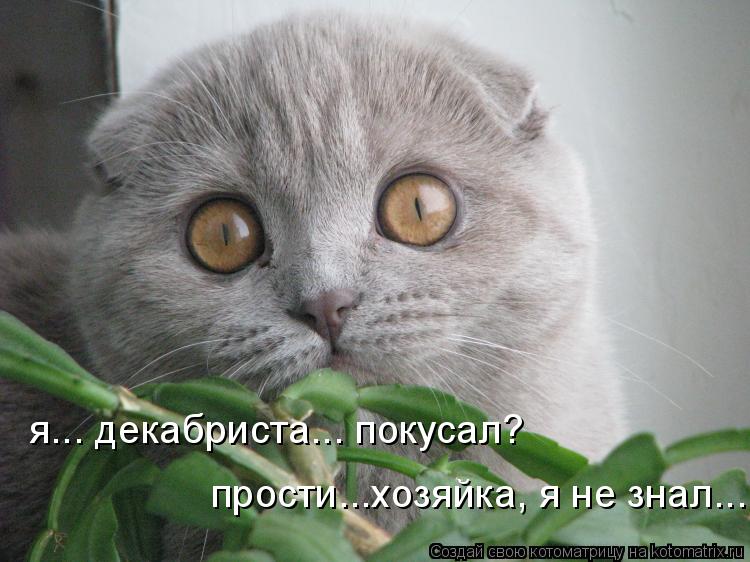 я... декабриста... покусал? прости...хозяйка, я не знал...... Котоматрица: я... декабриста... покусал? прости...хозяйка, я не знал...
