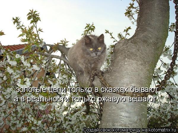 золотые цепи только в сказках бывают а в реальности только ржавую вешают... Котоматрица: золотые цепи только в сказках бывают а в реальности только ржавую вешают