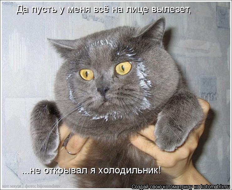Да пусть у меня всё на лице вылезет, ...не открывал я холодильник!... Котоматрица: Да пусть у меня всё на лице вылезет, ...не открывал я холодильник!