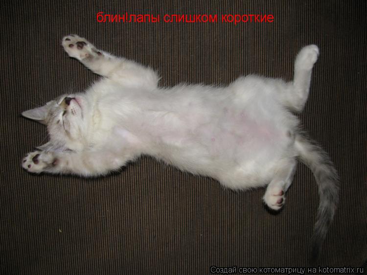 блин!лапы слишком короткие... Котоматрица: блин!лапы слишком короткие