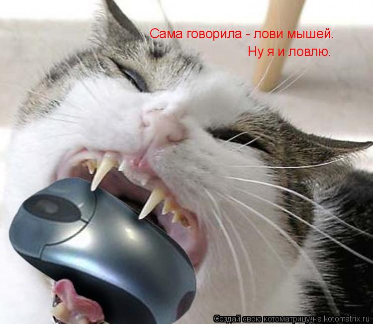 Сама говорила - лови мышей. Ну я и ловлю.... Котоматрица: Сама говорила - лови мышей. Ну я и ловлю.