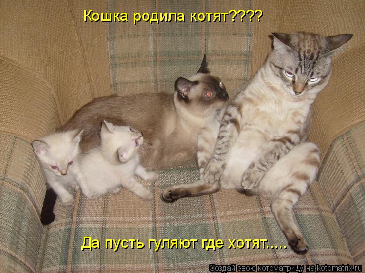 Кошка родила котят???? Да пусть гуляют где хотят........ Котоматрица: Кошка родила котят???? Да пусть гуляют где хотят.....