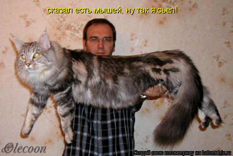 сказал есть мышей, ну так я сьел!... Котоматрица: сказал есть мышей, ну так я сьел!