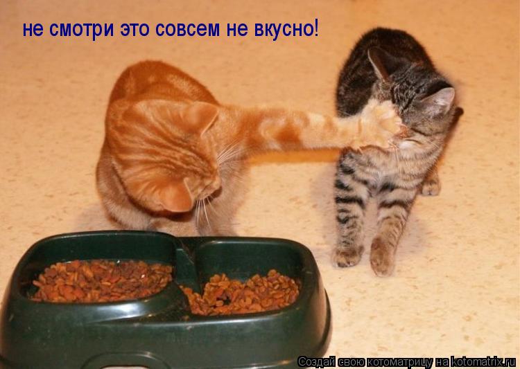 не смотри это совсем не вкусно!... Котоматрица: не смотри это совсем не вкусно!