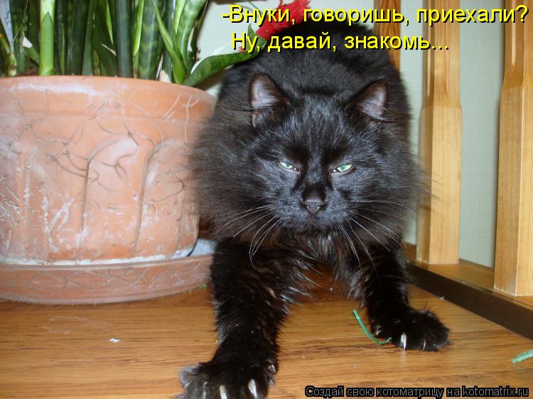-Внуки, говоришь, приехали? Ну, давай, знакомь...... Котоматрица: -Внуки, говоришь, приехали? Ну, давай, знакомь...