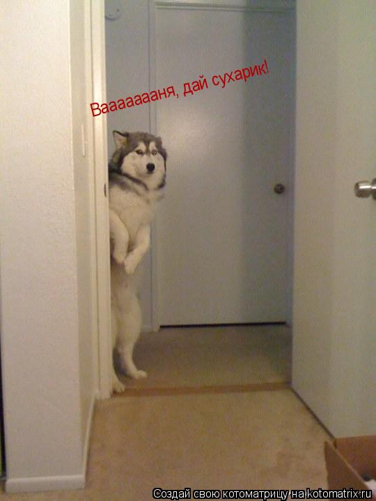 Ваааааааня, дай сухарик! Ваааааааня, дай сухарик!... Котоматрица: Ваааааааня, дай сухарик! Ваааааааня, дай сухарик!